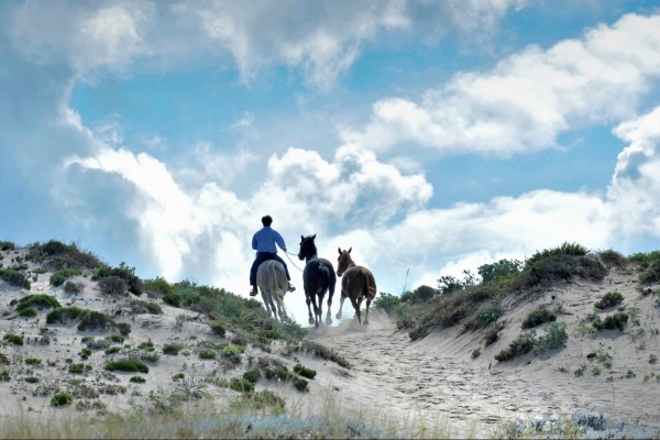 Cavalos Na Areia.jpg